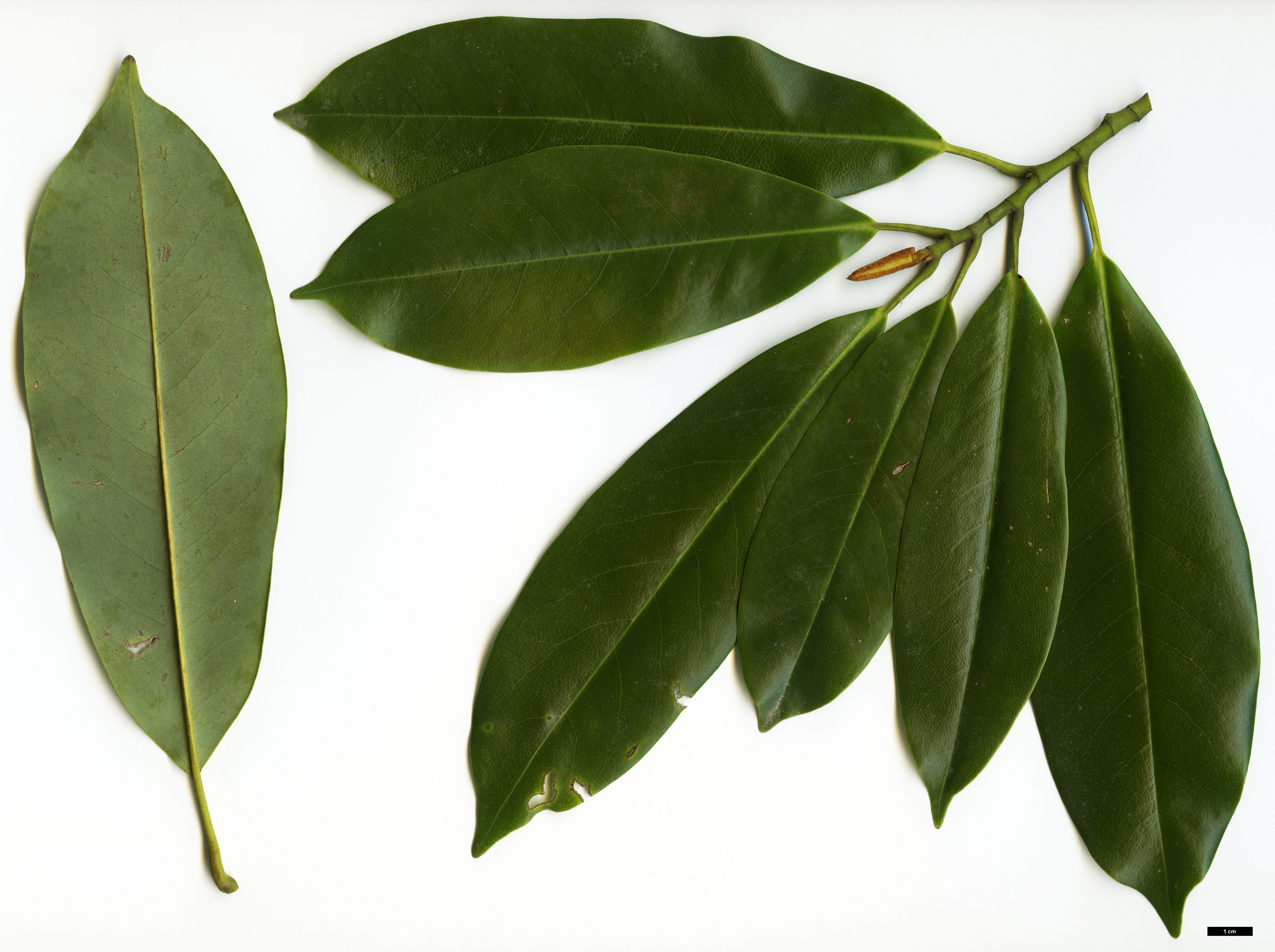 High resolution image: Family: Magnoliaceae - Genus: Magnolia - Taxon: cavaleriei - SpeciesSub: var. platypetala High resolution image: Family: Magnoliaceae - Genus: Magnolia - Taxon: cavaleriei - SpeciesSub: var. platypetala